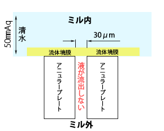 アニュラープレートの流体境膜