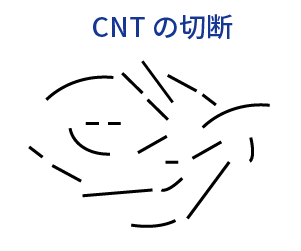 CNTの分断